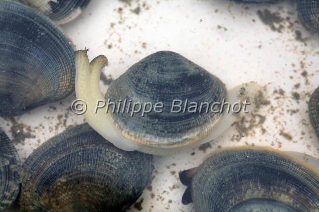 ruditapes philippinarum 2.JPG - Palourde japonaiseRuditapes philippinarumJapanese carpet shellMollusque bivalve, VeneridaeFrance